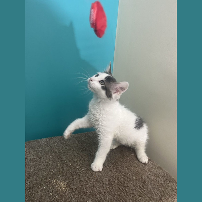 Photo of Alfie   Now Available At Pet Quarters Rutherford