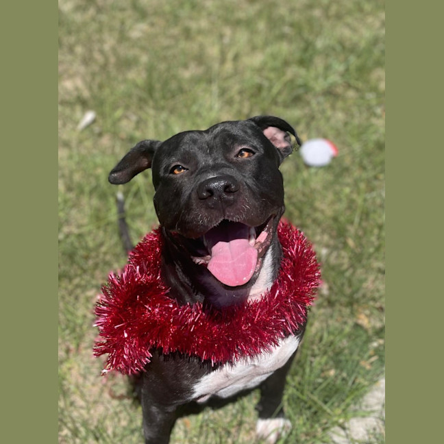 Photo of Hank (9218)