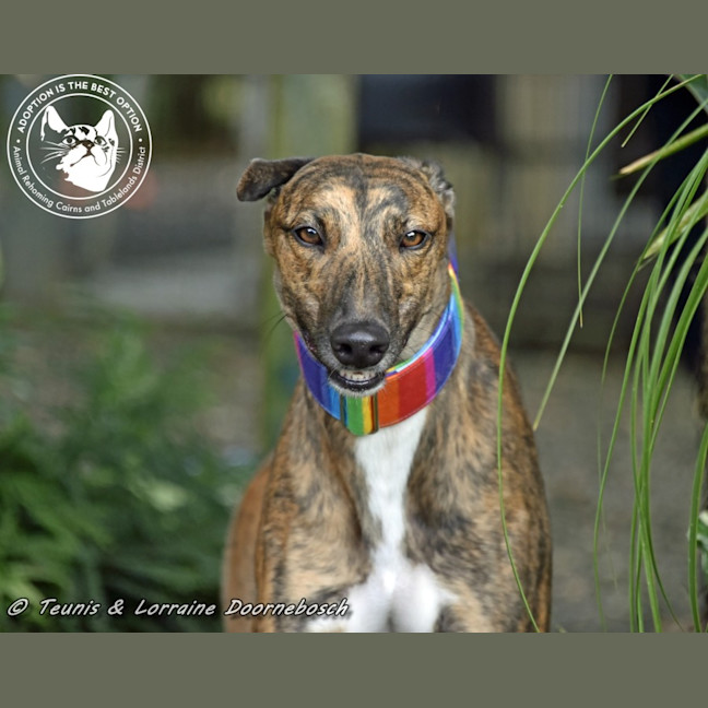 Photo of Milly (Gracious Miss)