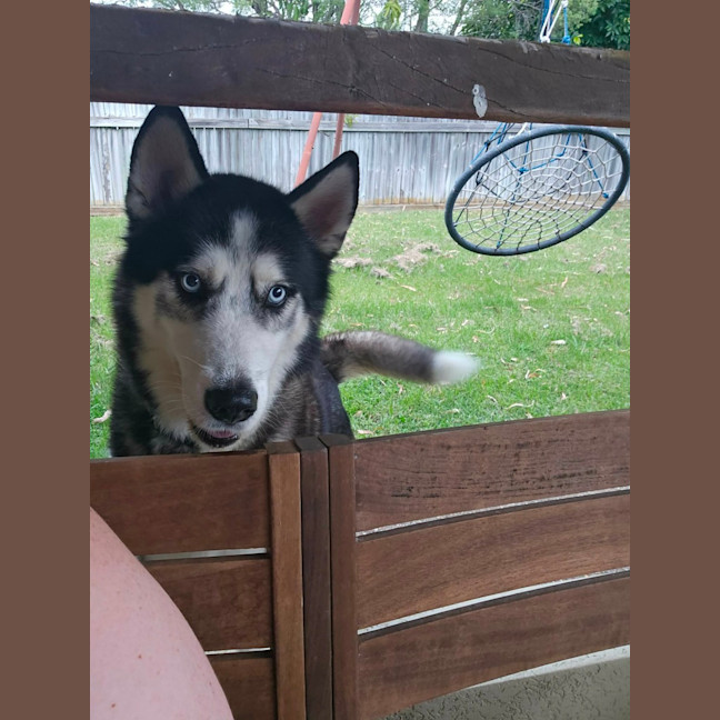 Photo of Benji And Dusty 