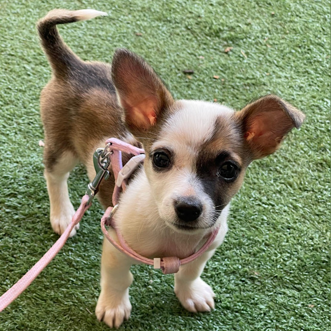 Photo of Fifi