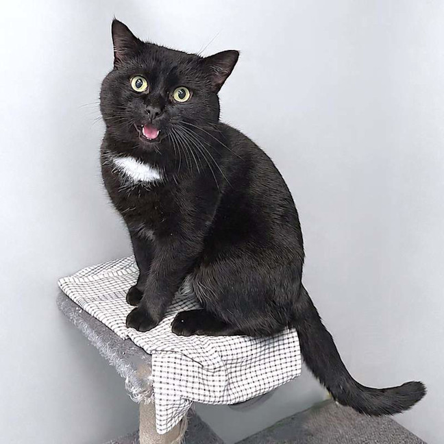 Photo of Boogie