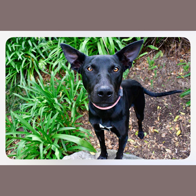 Photo of Dexter