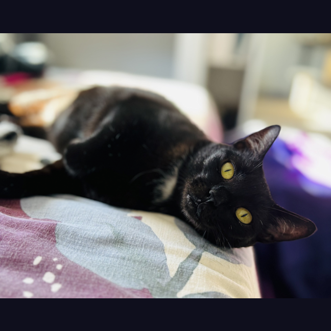 Photo of Puss Puss