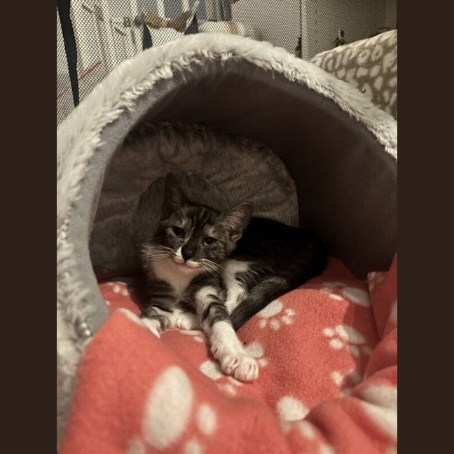 Photo of Misty