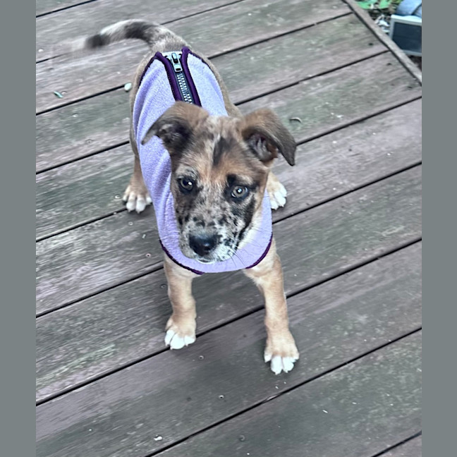 Photo of Dottie 