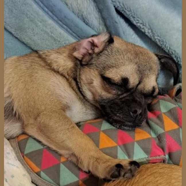 Photo of Pebbles