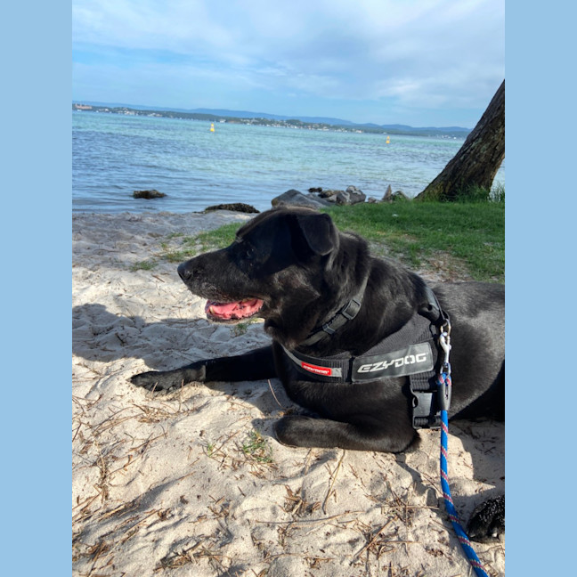 Photo of Bear   11 Year Old Labrador X