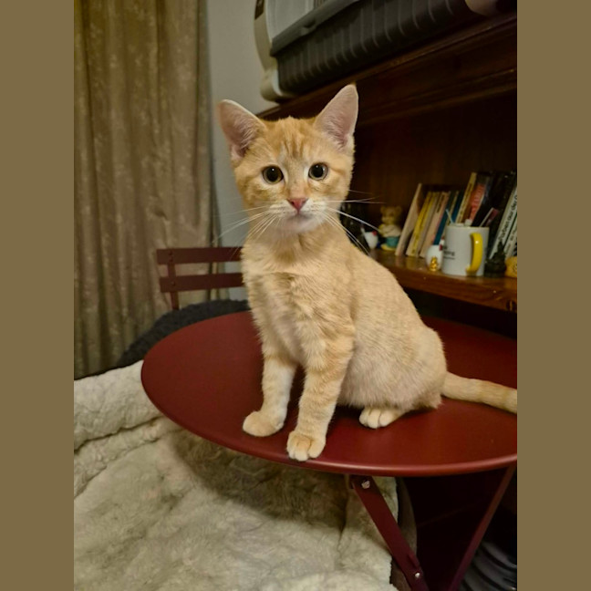Photo of Blonde **2nd Chance Cat Rescue**
