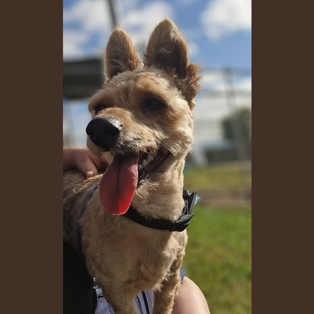 Photo of Basil
