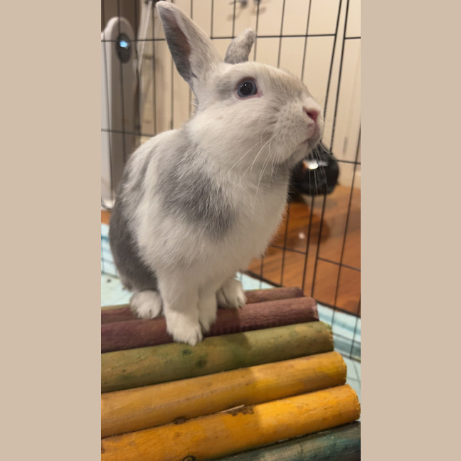 Photo of Marshmallow (Now  Martin)