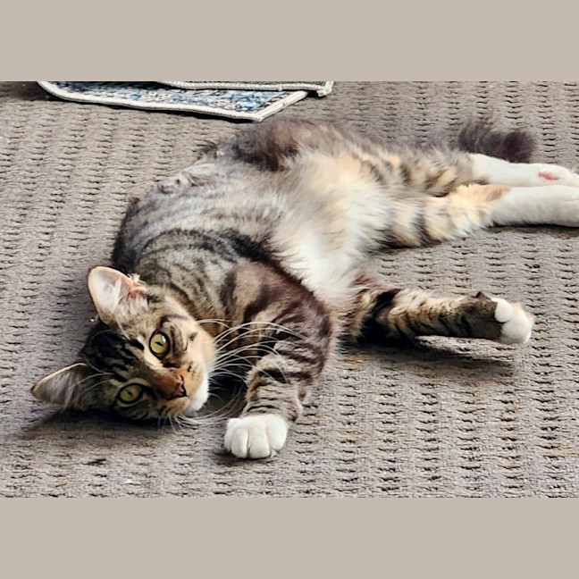 Photo of Romeo
