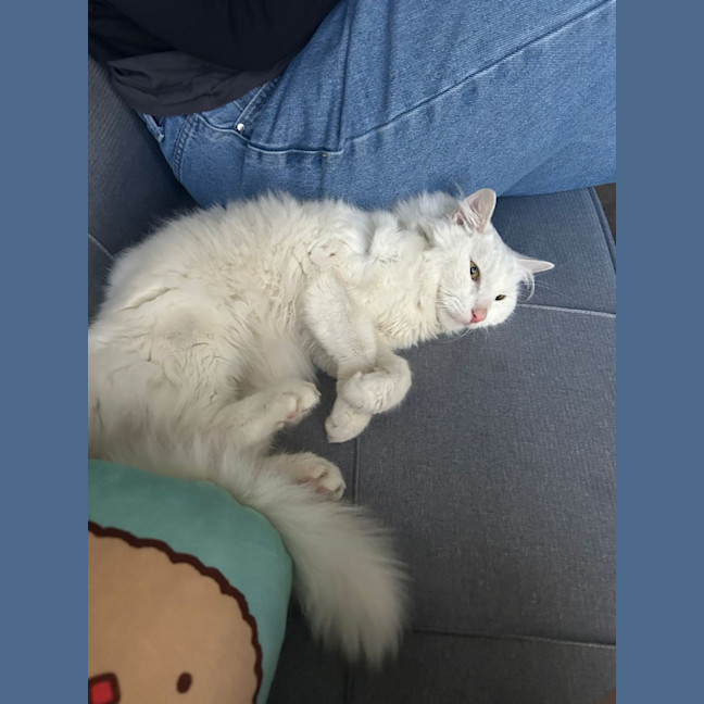 Photo of Azrael ( Azi )