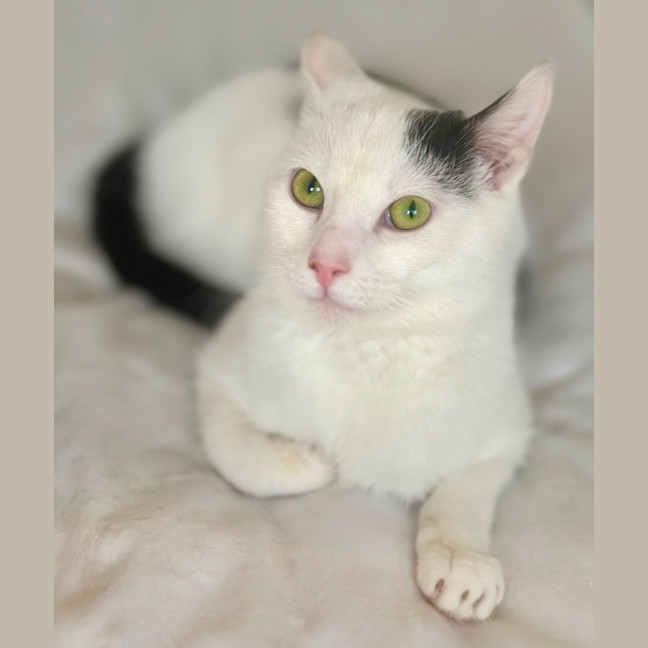 Photo of Pumpkin