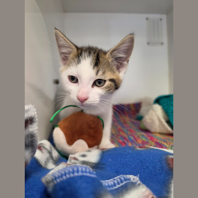 Photo of Patch
