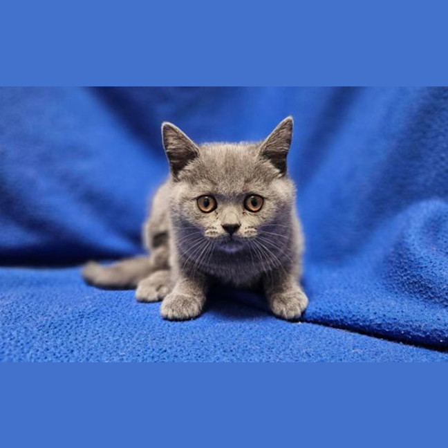 Photo of Pepper