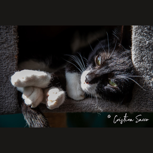 Photo of Frankie