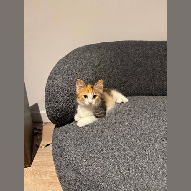 Photo of Jalapeno & Mozzarella