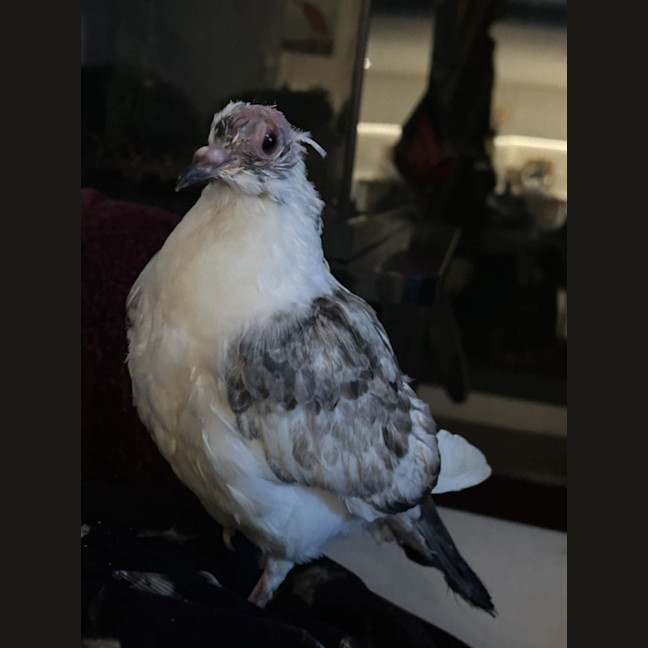 Photo of Summer Salad