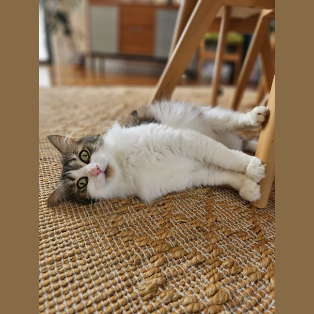 Photo of Mochi 🌹🌹