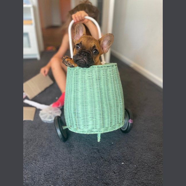 Photo of Penelope And Nala 