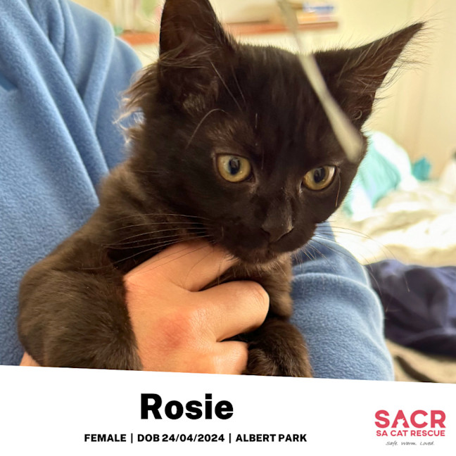 Photo of Rosie