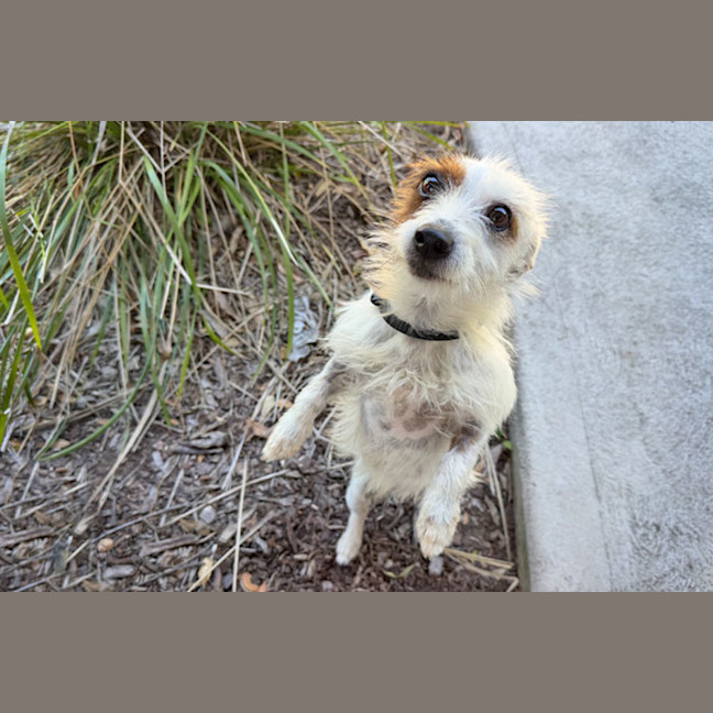 Photo of Pepito