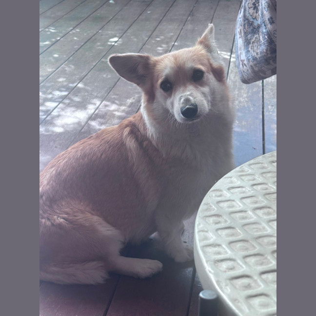 Photo of Misty 