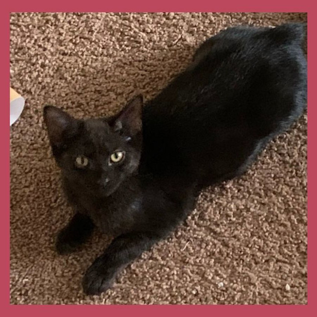 Photo of Piper