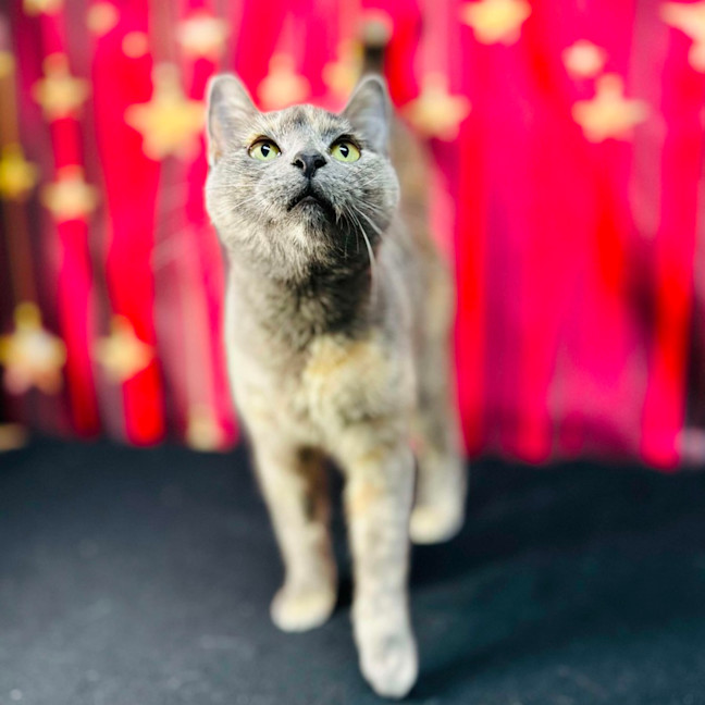 Photo of Lottie (Located In Preston) 