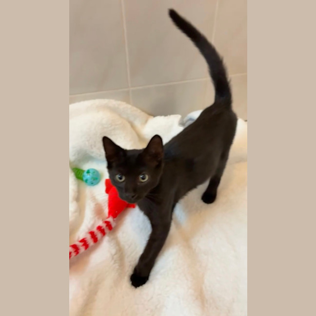 Photo of Merlin