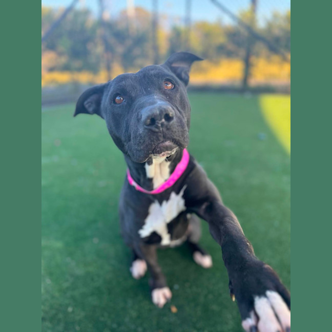 Photo of Goose Imp 1611