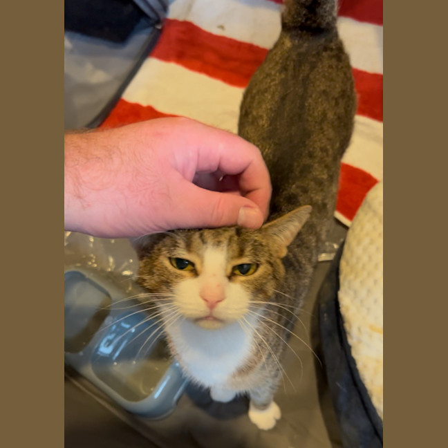 Photo of Lego   The Missing Piece