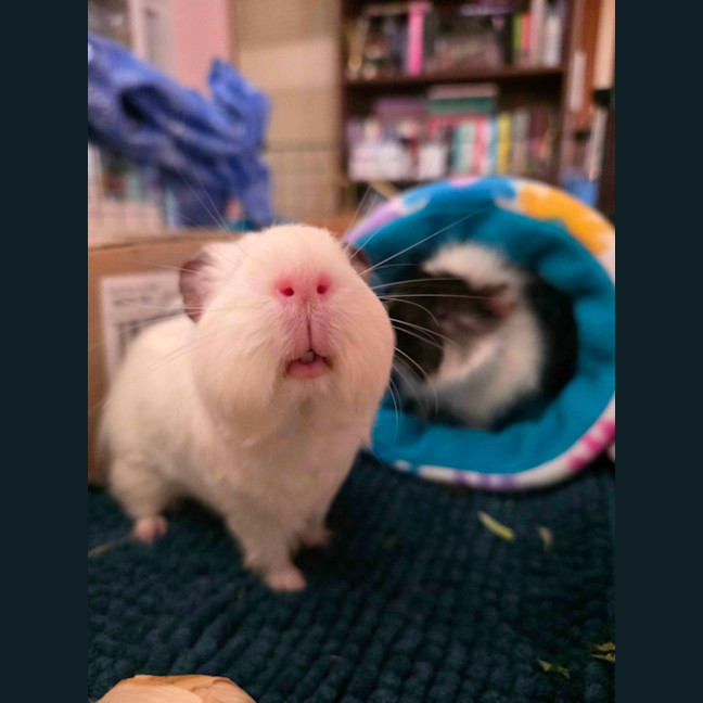 Photo of Rufus & Ringo