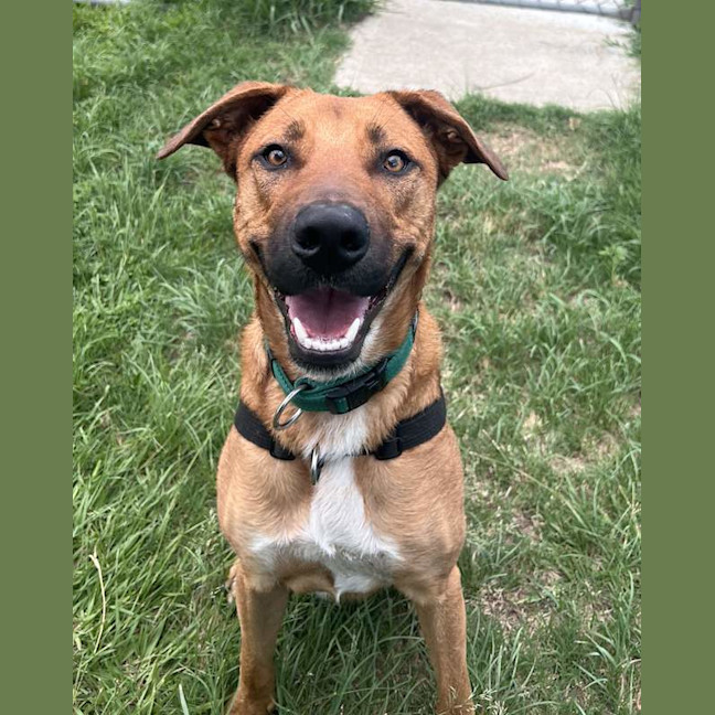 Photo of Bronco