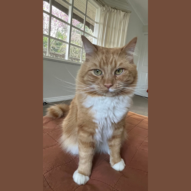 Photo of Gingernut