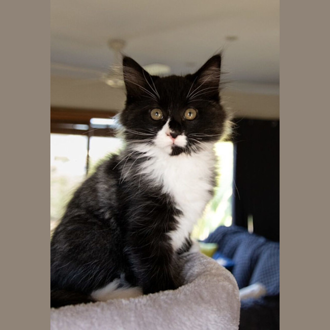 Photo of Grover