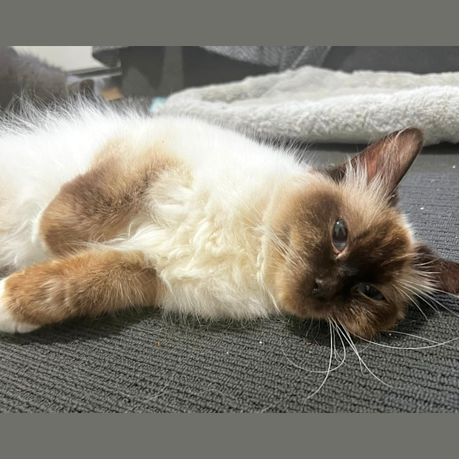 Photo of Athena