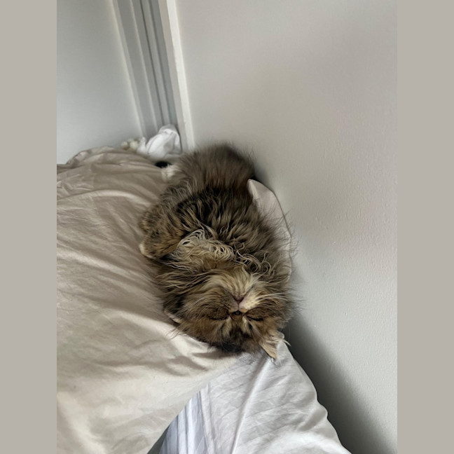 Photo of Beef Wellington