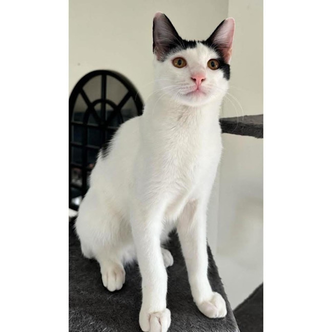 Photo of 11681   Fizbo