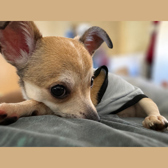 Photo of Riff