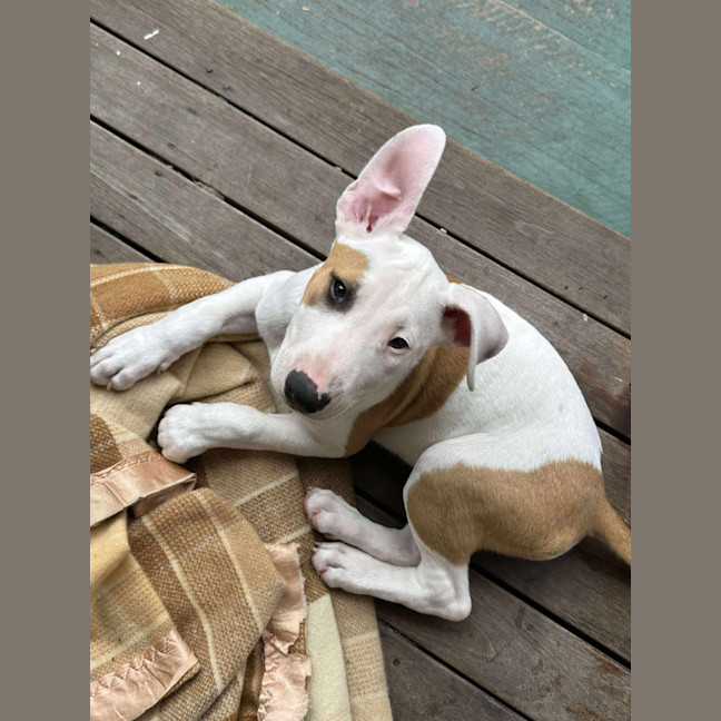 Photo of Bowie Girl