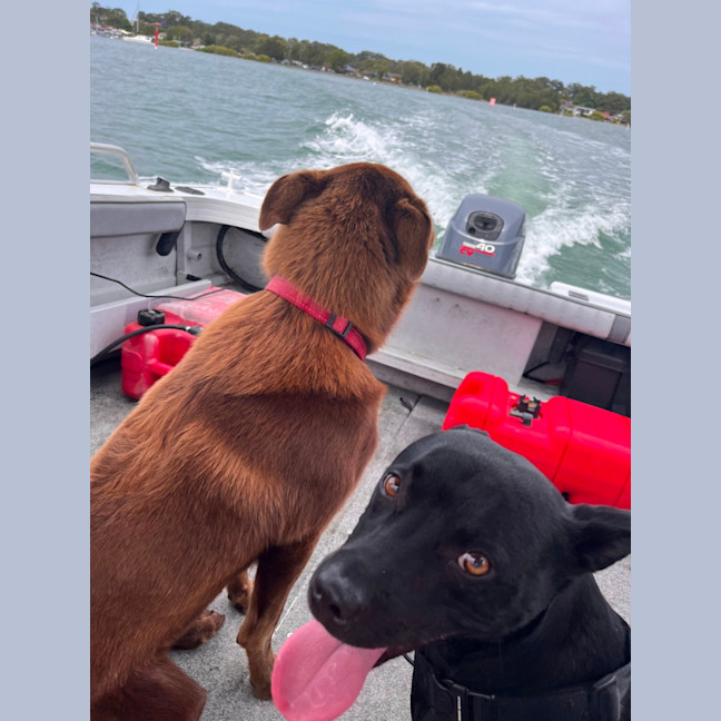 Photo of Remy   2 Year Old Staffy X Kelpie