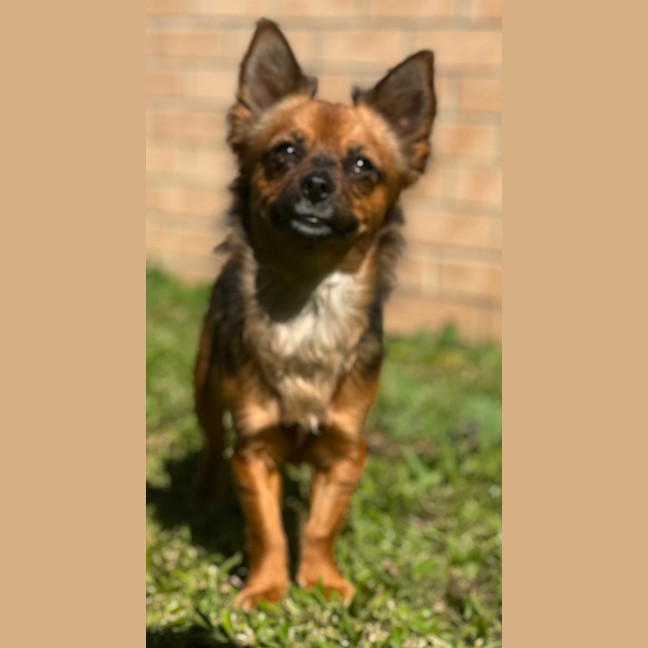 Photo of Phoenix