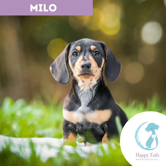 Photo of Milo
