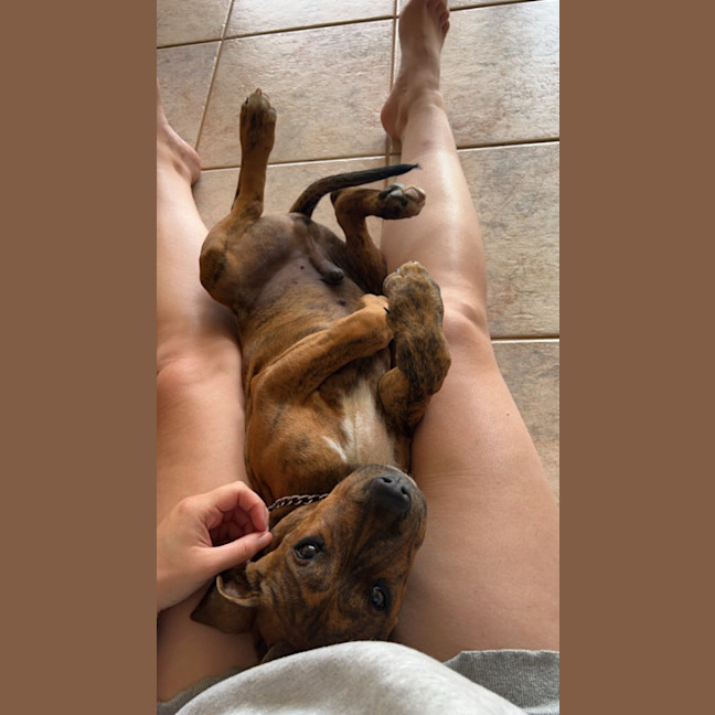 Photo of Chestnut (Chester)