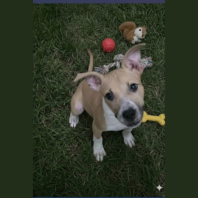 Photo of Piper