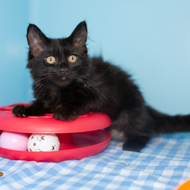 Photo of Nyx (Previously Zofia)