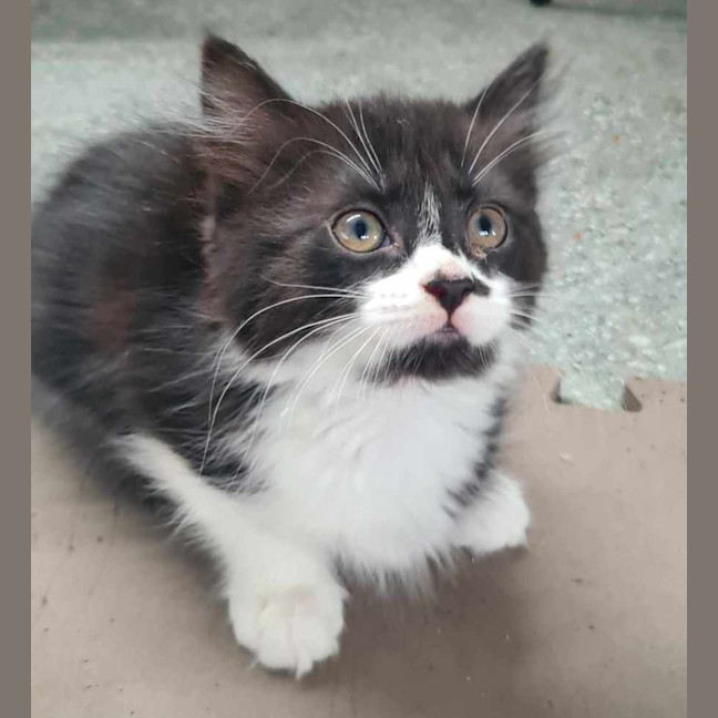 Photo of Smudge