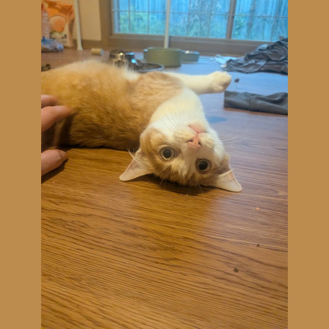 Photo of Rune